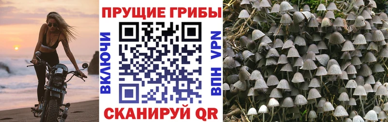 Галлюциногенные грибы GOLDEN TEACHER  где найти наркотики  kraken зеркало  Подпорожье 